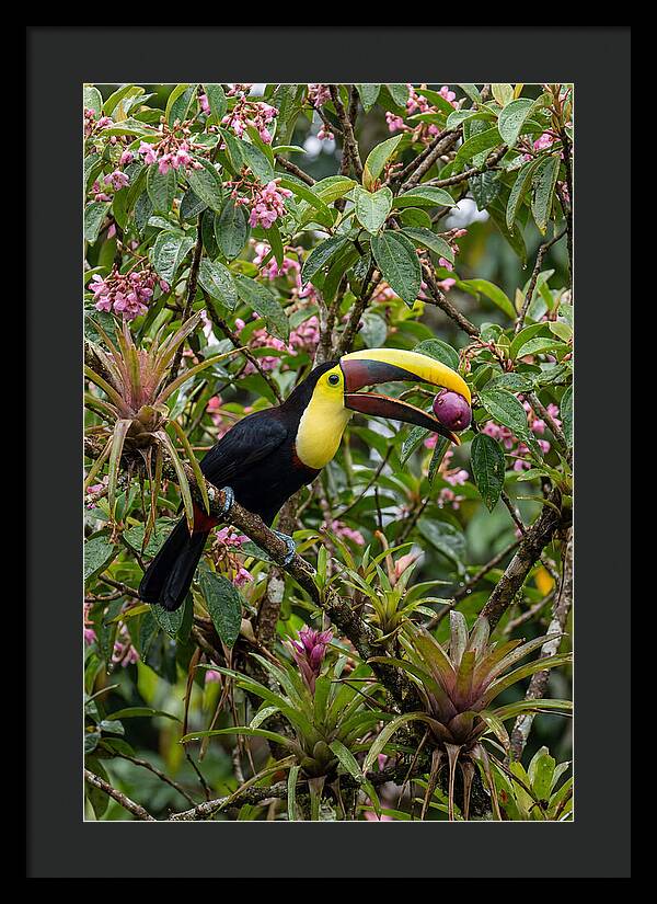 Toucan Feeding On Fruit