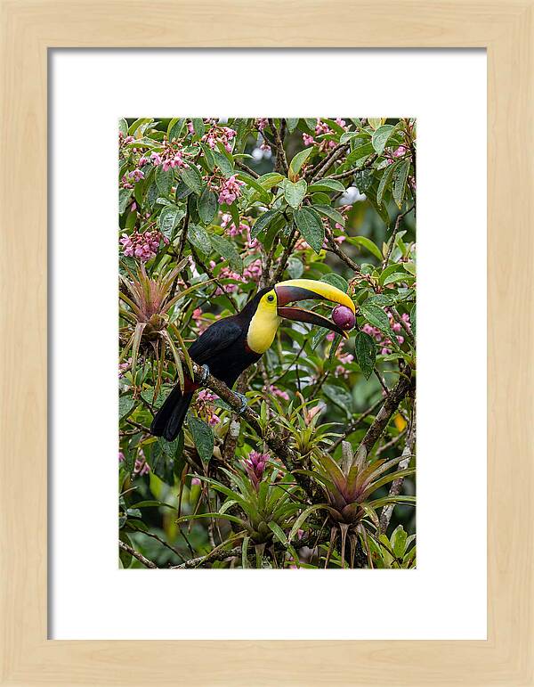 Toucan Feeding On Fruit