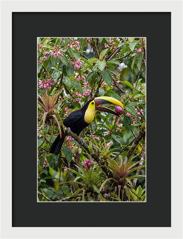 Toucan Feeding On Fruit