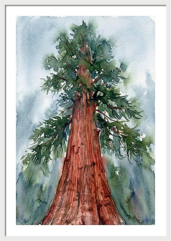 Towering Redwood Splendor