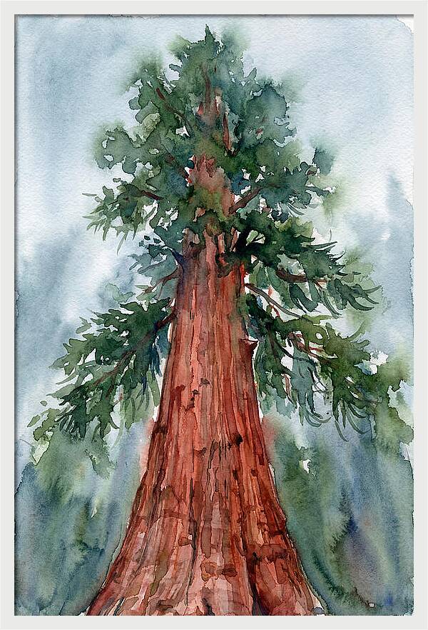 Towering Redwood Splendor