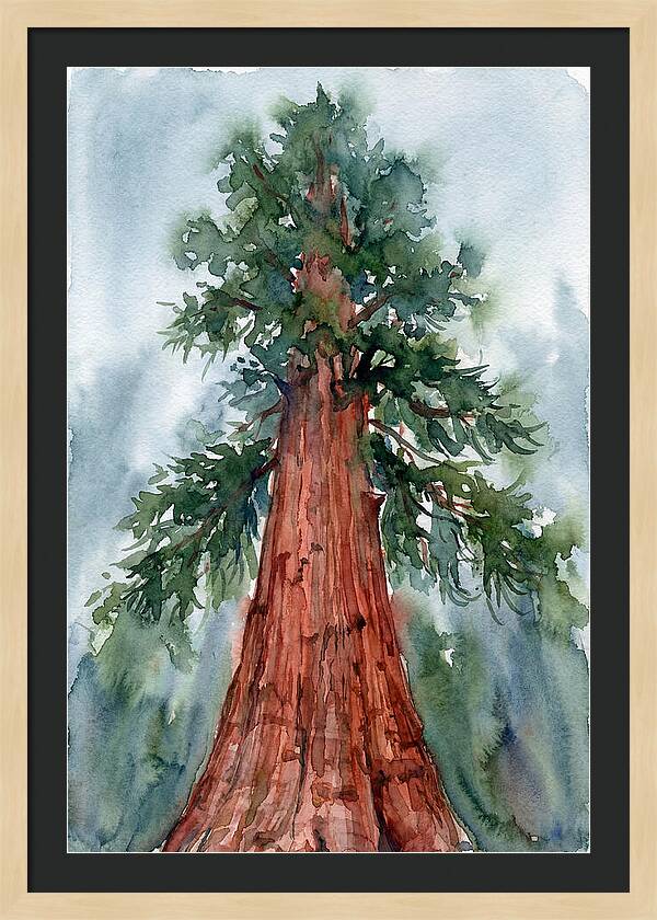 Towering Redwood Splendor