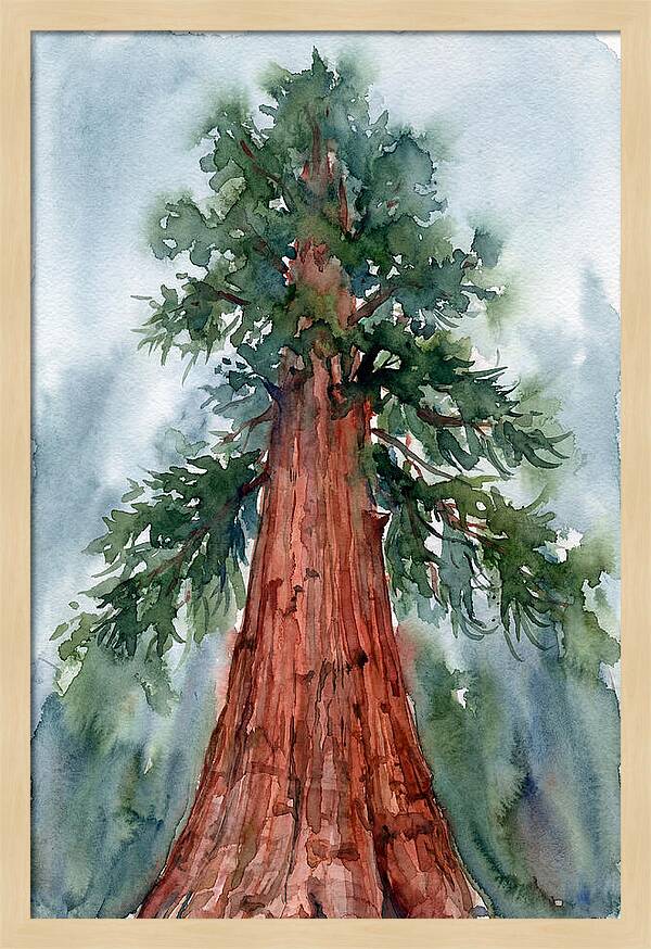 Towering Redwood Splendor