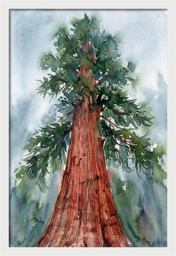 Towering Redwood Splendor