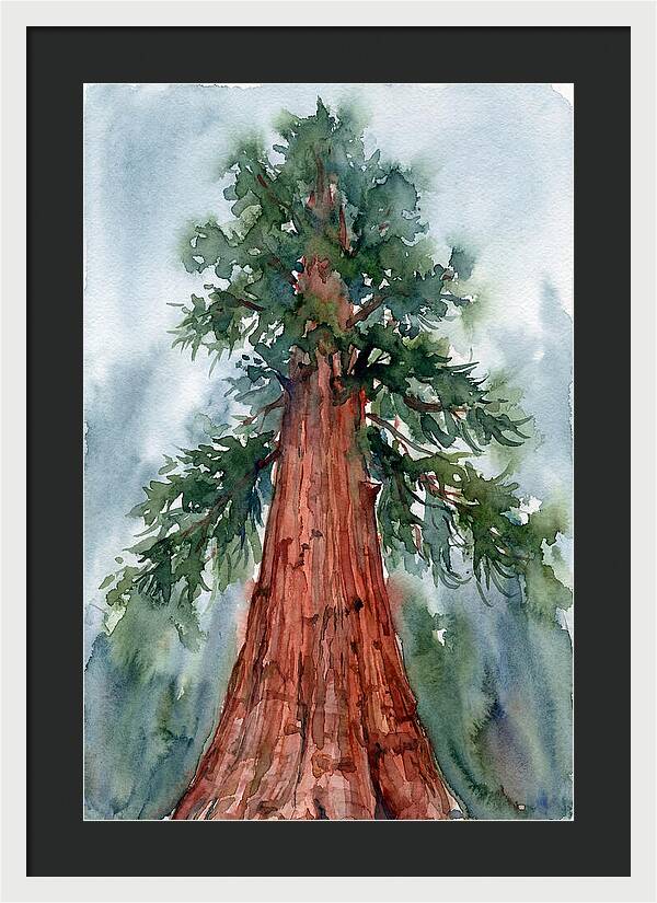 Towering Redwood Splendor