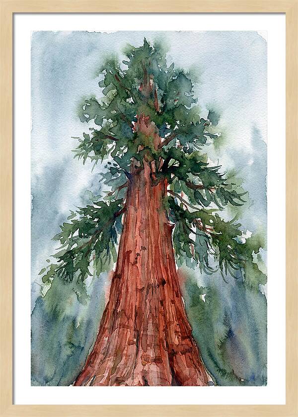 Towering Redwood Splendor