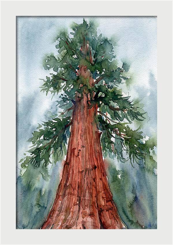 Towering Redwood Splendor