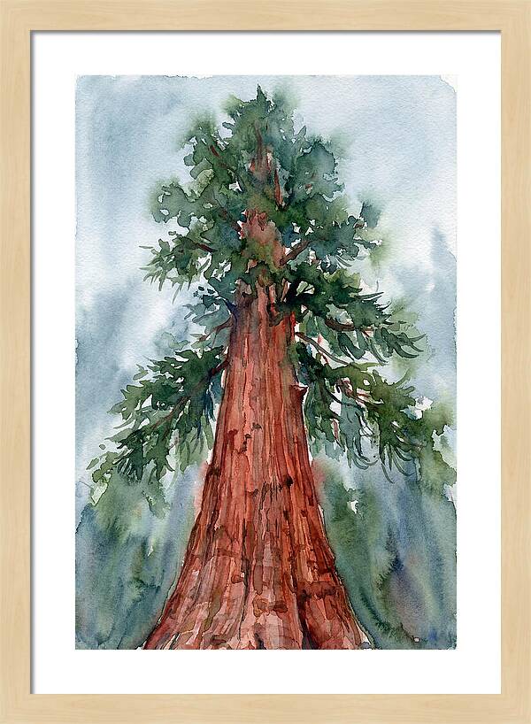 Towering Redwood Splendor
