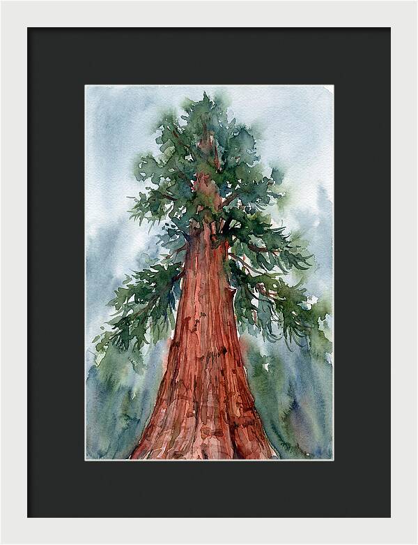 Towering Redwood Splendor