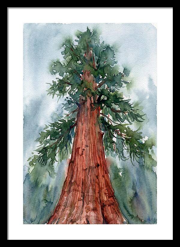 Towering Redwood Splendor