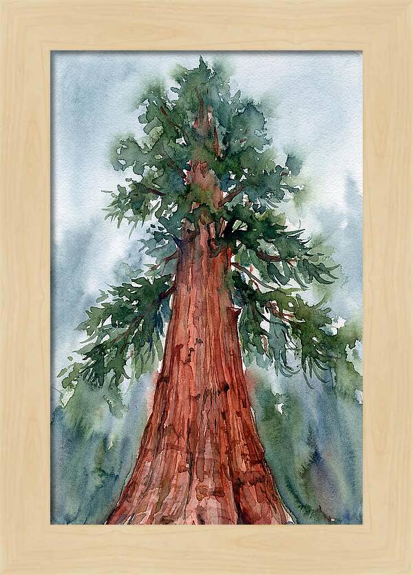 Towering Redwood Splendor