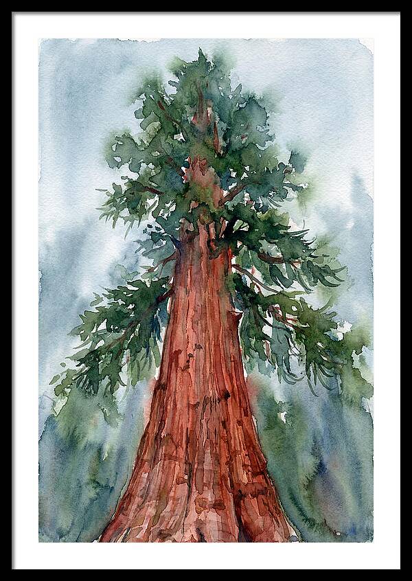 Towering Redwood Splendor