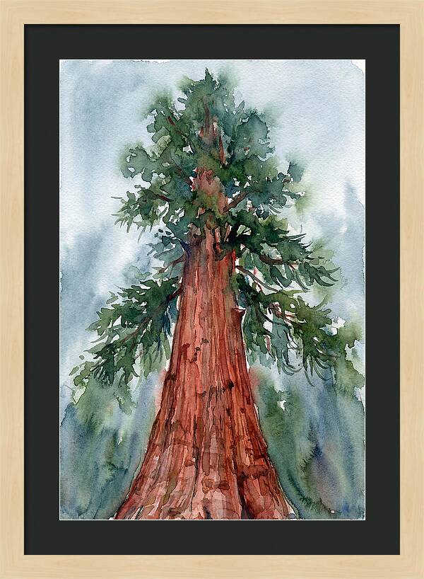 Towering Redwood Splendor