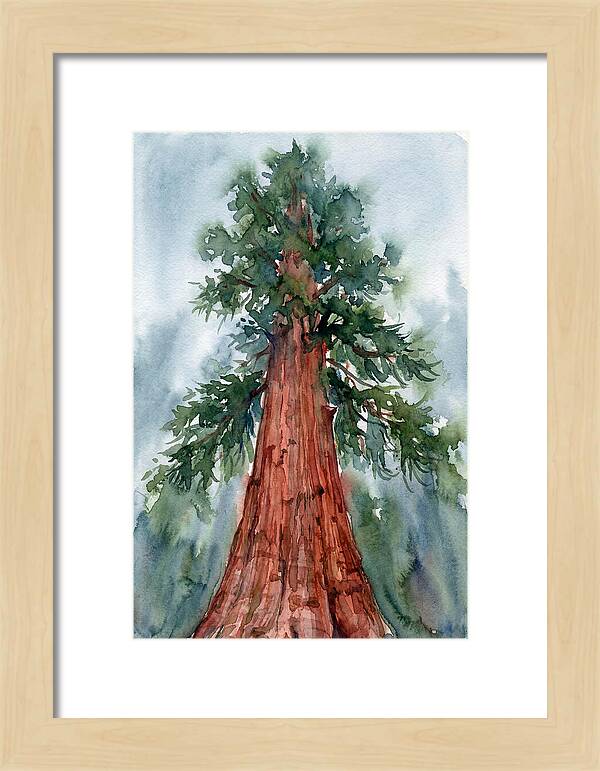 Towering Redwood Splendor
