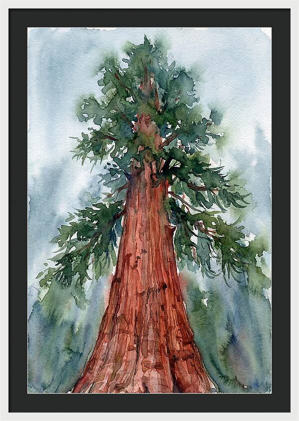 Towering Redwood Splendor