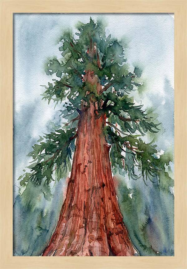 Towering Redwood Splendor