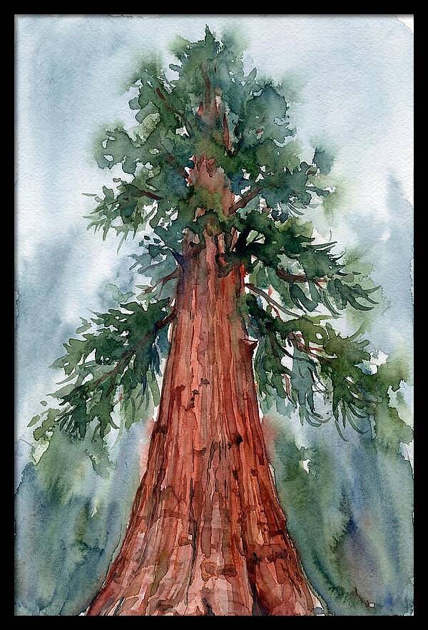Towering Redwood Splendor