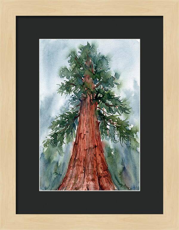 Towering Redwood Splendor