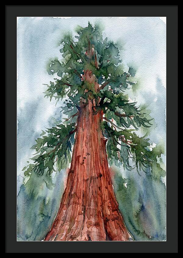 Towering Redwood Splendor