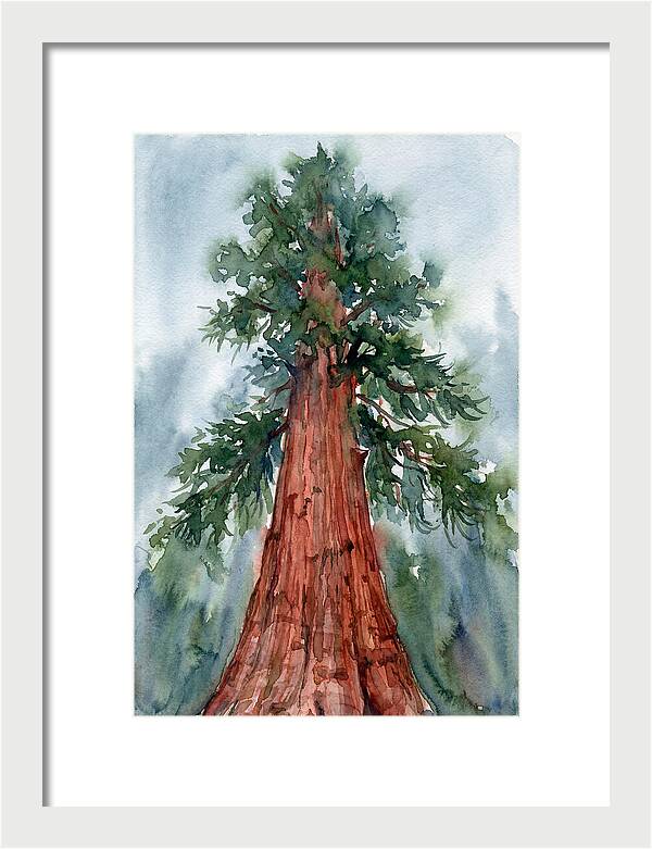 Towering Redwood Splendor