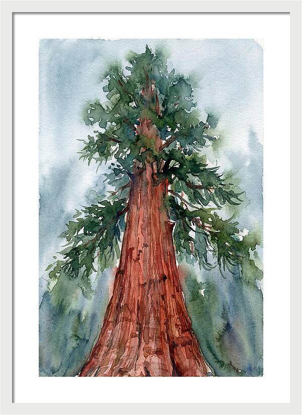 Towering Redwood Splendor