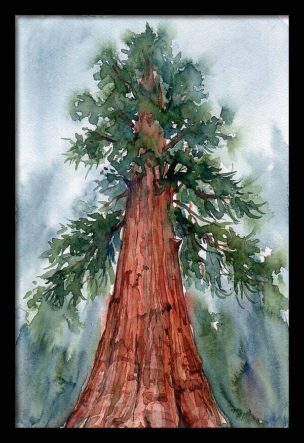 Towering Redwood Splendor