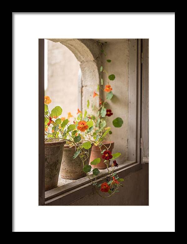 Trailing Nasturtiums In Vivid Orange