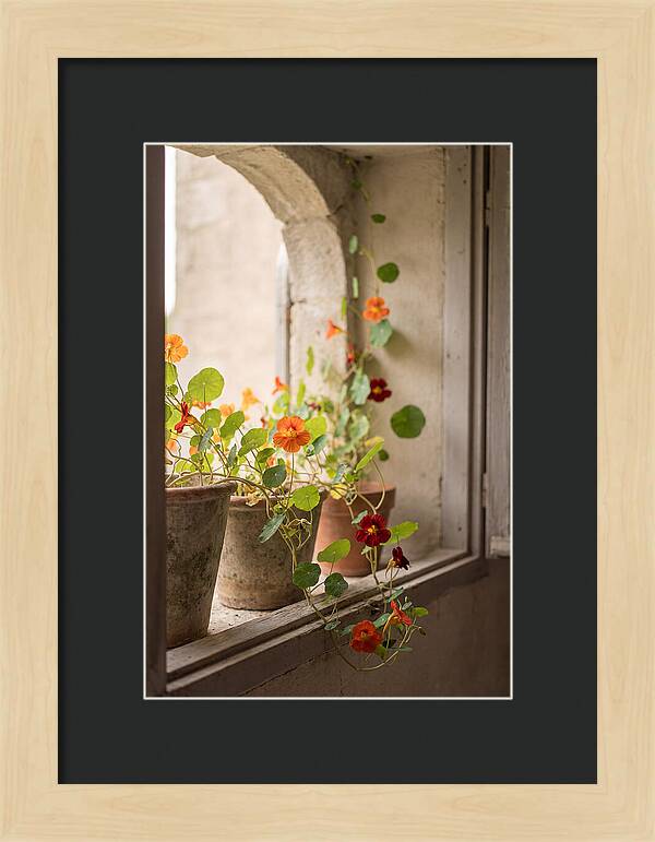 Trailing Nasturtiums In Vivid Orange