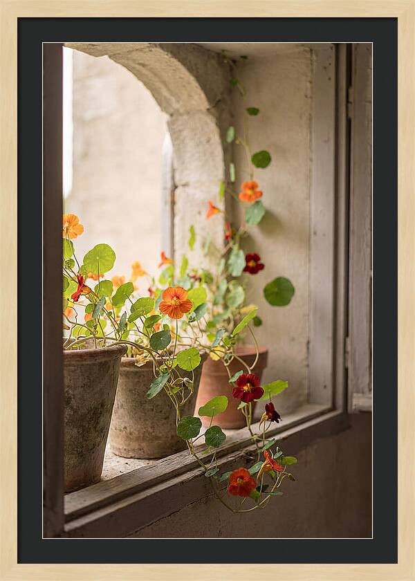 Trailing Nasturtiums In Vivid Orange