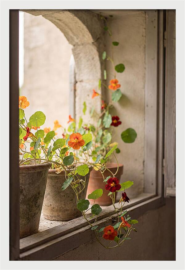 Trailing Nasturtiums In Vivid Orange