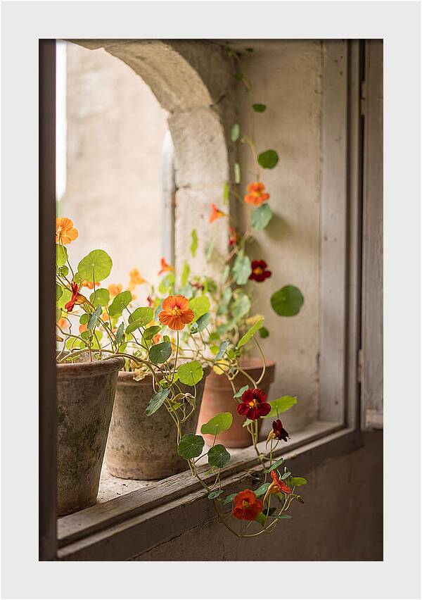 Trailing Nasturtiums In Vivid Orange