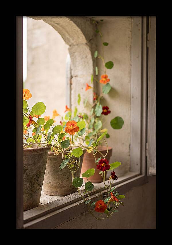 Trailing Nasturtiums In Vivid Orange