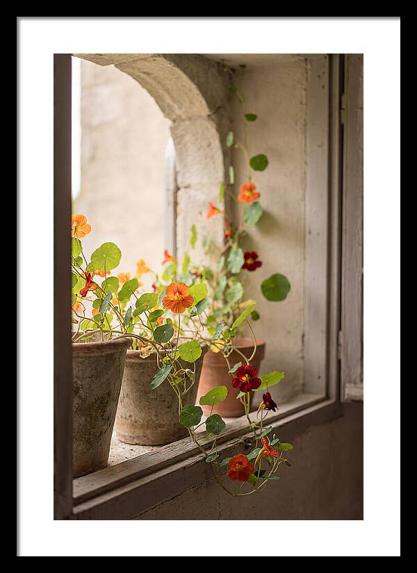 Trailing Nasturtiums In Vivid Orange