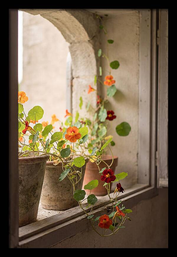 Trailing Nasturtiums In Vivid Orange