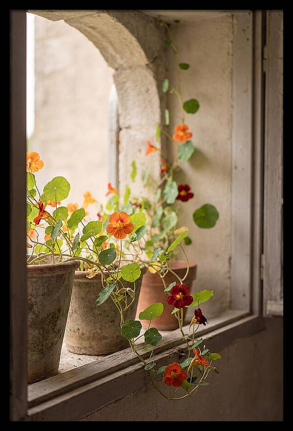 Trailing Nasturtiums In Vivid Orange