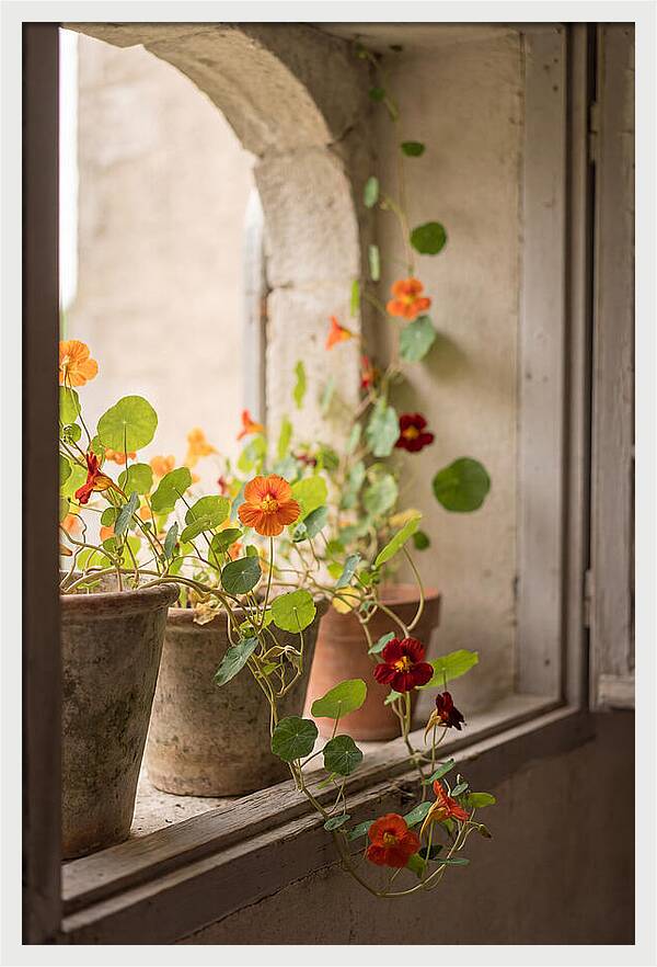 Trailing Nasturtiums In Vivid Orange