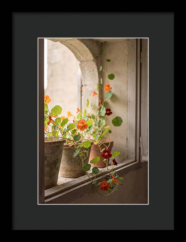Trailing Nasturtiums In Vivid Orange