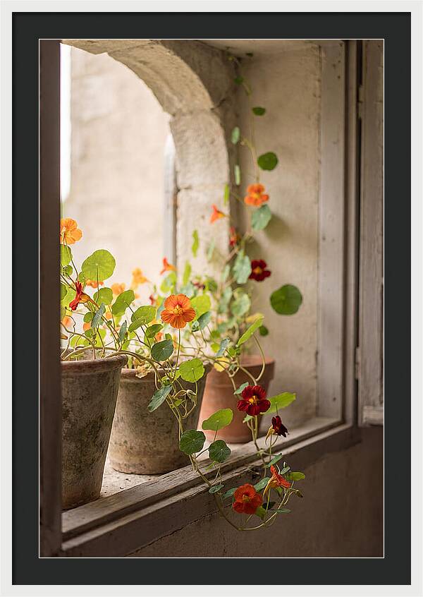 Trailing Nasturtiums In Vivid Orange