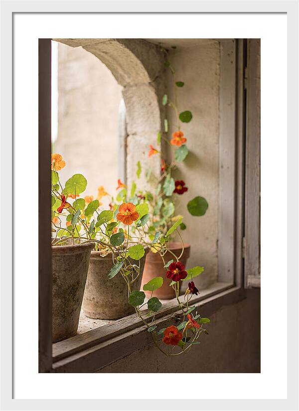 Trailing Nasturtiums In Vivid Orange