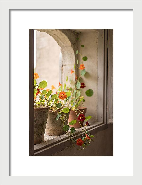 Trailing Nasturtiums In Vivid Orange