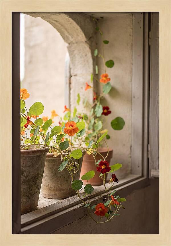 Trailing Nasturtiums In Vivid Orange