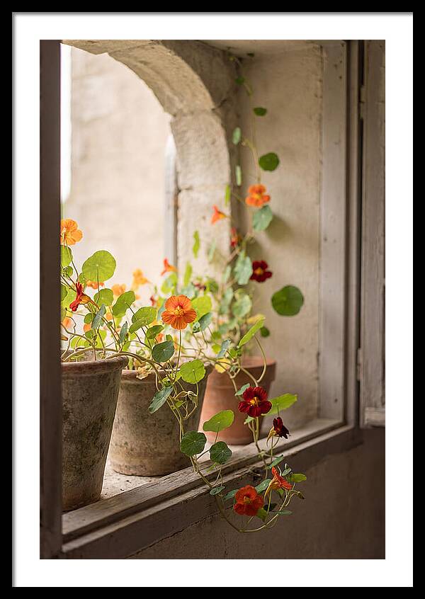 Trailing Nasturtiums In Vivid Orange
