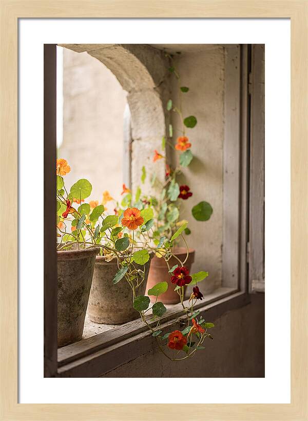 Trailing Nasturtiums In Vivid Orange