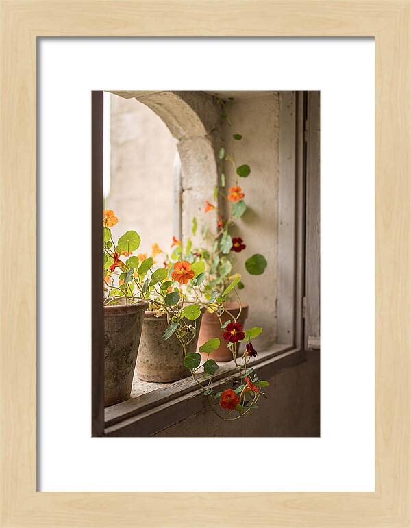 Trailing Nasturtiums In Vivid Orange