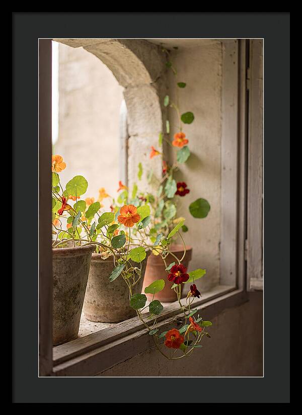 Trailing Nasturtiums In Vivid Orange