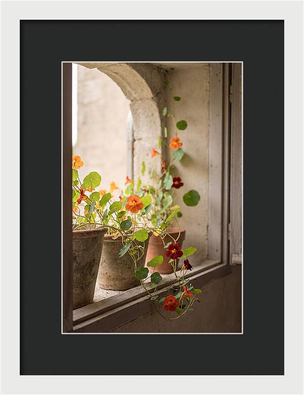 Trailing Nasturtiums In Vivid Orange