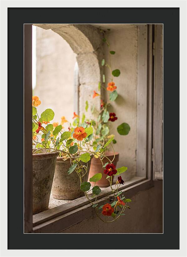 Trailing Nasturtiums In Vivid Orange