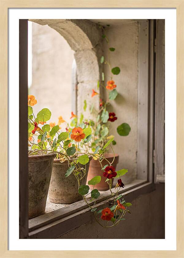 Trailing Nasturtiums In Vivid Orange