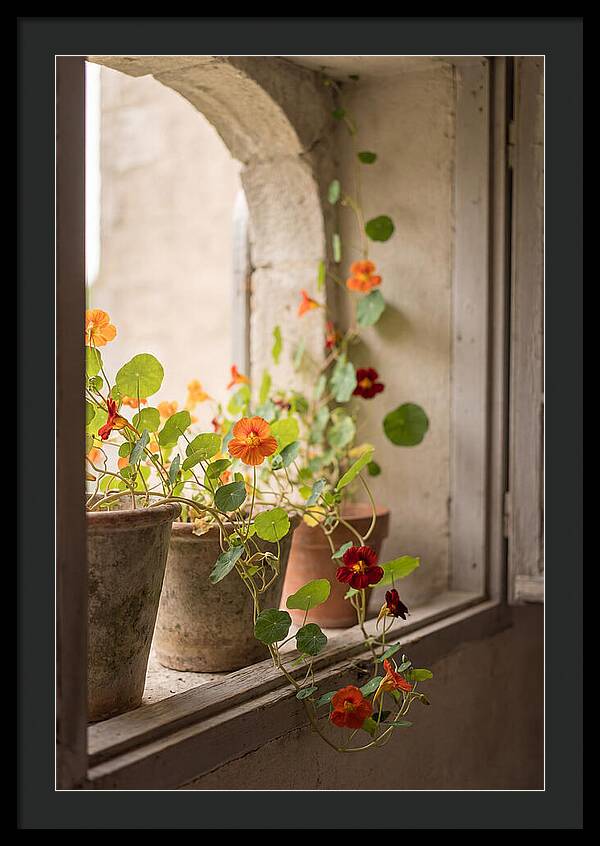 Trailing Nasturtiums In Vivid Orange