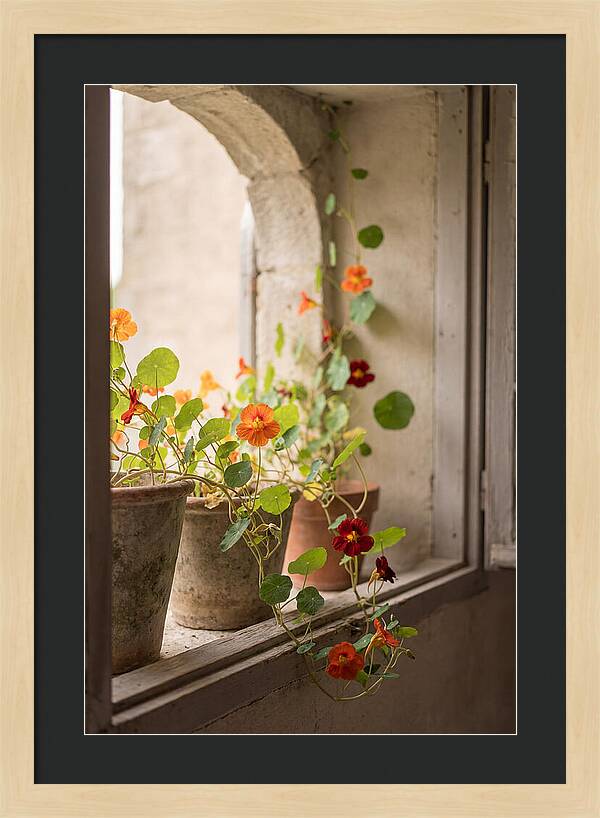 Trailing Nasturtiums In Vivid Orange